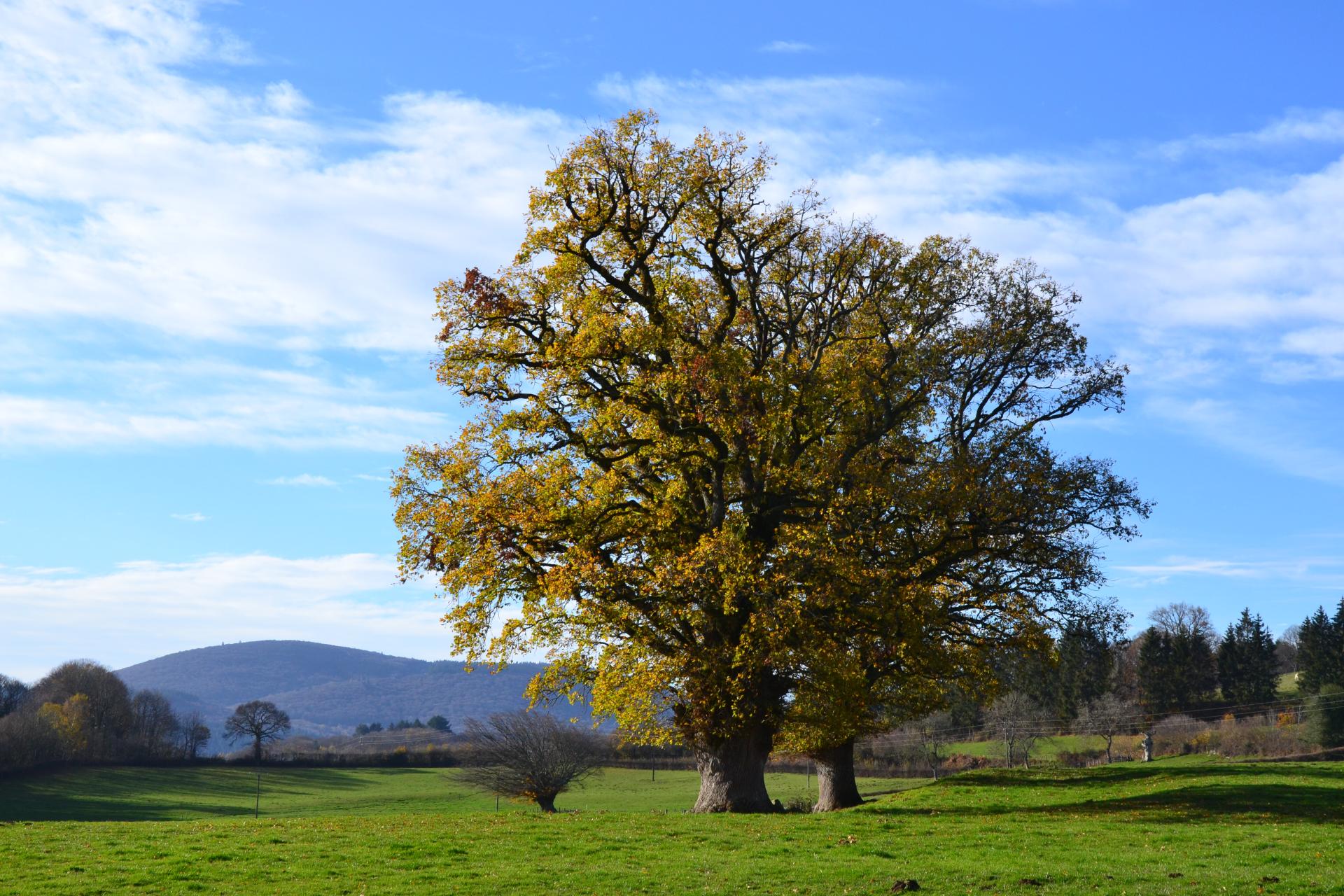 Chataignier et Beuvray depuis Les Rus Carlins